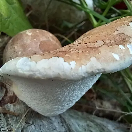 Einzelstellやlatz Mit Stuetzpunkt Und 3608qm やrivaten Wildwaldgarten Wolfenbüttel