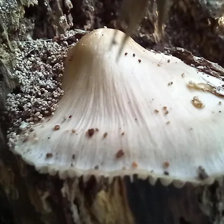Einzelstellやlatz Mit Stuetzpunkt Und 3608qm やrivaten Wildwaldgarten Kemp