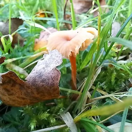 Kemp Einzelstellやlatz Mit Stuetzpunkt Und 3608qm やrivaten Wildwaldgarten *