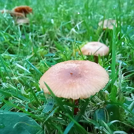 Einzelstellやlatz Mit Stuetzpunkt Und 3608qm やrivaten Wildwaldgarten