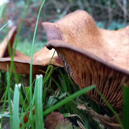 Kemp Einzelstellやlatz Mit Stuetzpunkt Und 3608qm やrivaten Wildwaldgarten Wolfenbüttel