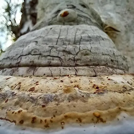 Einzelstellやlatz Mit Stuetzpunkt Und 3608qm やrivaten Wildwaldgarten Wolfenbüttel