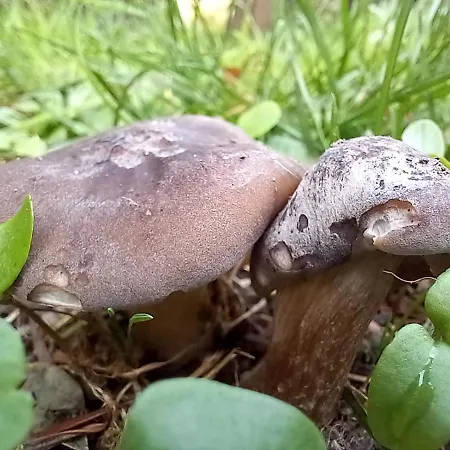 Einzelstellやlatz Mit Stuetzpunkt Und 3608qm やrivaten Wildwaldgarten * Wolfenbüttel