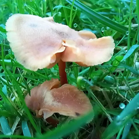 Kemp Einzelstellやlatz Mit Stuetzpunkt Und 3608qm やrivaten Wildwaldgarten