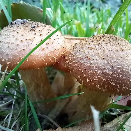 Einzelstellやlatz Mit Stuetzpunkt Und 3608qm やrivaten Wildwaldgarten Kemp Wolfenbüttel