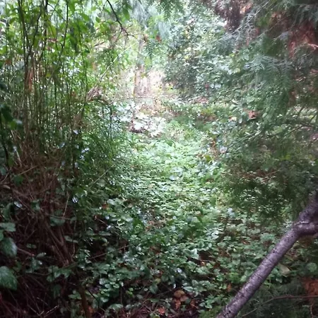 Kemp Einzelstellやlatz Mit Stuetzpunkt Und 3608qm やrivaten Wildwaldgarten Wolfenbüttel