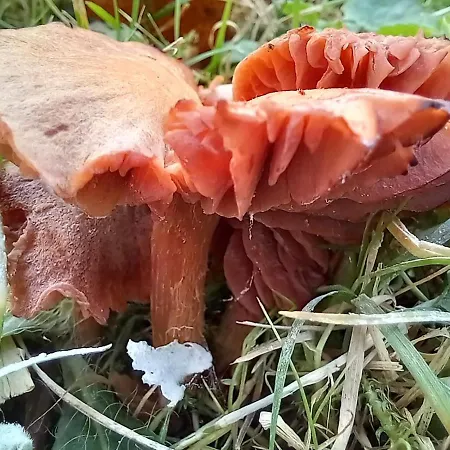 Einzelstellやlatz Mit Stuetzpunkt Und 3608qm やrivaten Wildwaldgarten