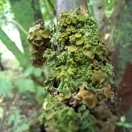 Kemp Einzelstellやlatz Mit Stuetzpunkt Und 3608qm やrivaten Wildwaldgarten Wolfenbüttel