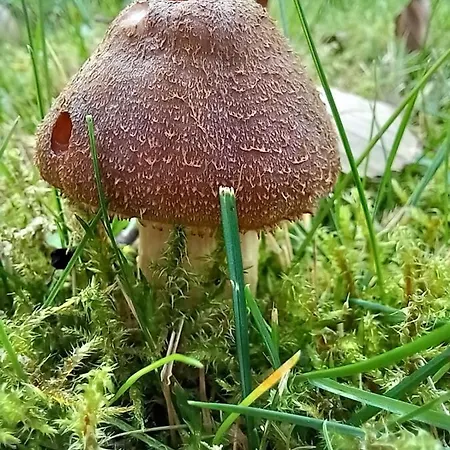 Einzelstellやlatz Mit Stuetzpunkt Und 3608qm やrivaten Wildwaldgarten * Wolfenbüttel