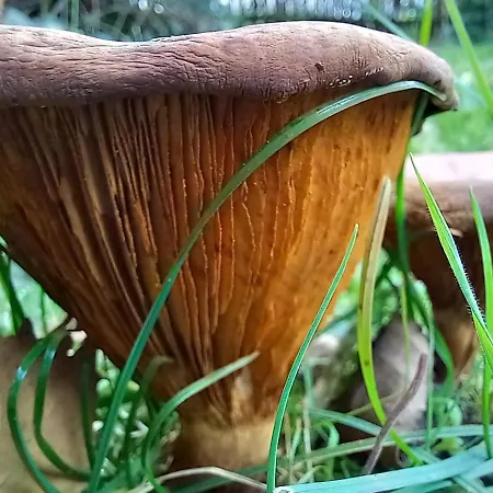 Einzelstellやlatz Mit Stuetzpunkt Und 3608qm やrivaten Wildwaldgarten Kemp Wolfenbüttel
