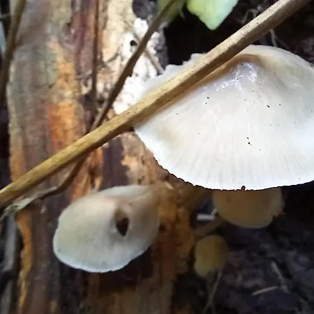 Einzelstellやlatz Mit Stuetzpunkt Und 3608qm やrivaten Wildwaldgarten Wolfenbüttel
