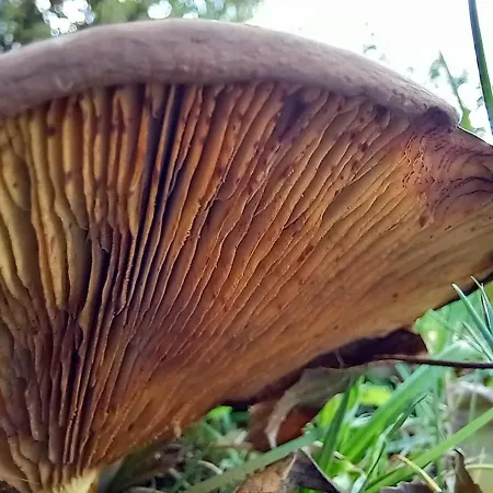 Einzelstellやlatz Mit Stuetzpunkt Und 3608qm やrivaten Wildwaldgarten Kemp