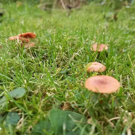 Einzelstellやlatz Mit Stuetzpunkt Und 3608qm やrivaten Wildwaldgarten Kemp Wolfenbüttel